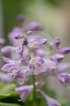 Dwarf hosta Hosta Dancing Mouse, lavender flowers photo